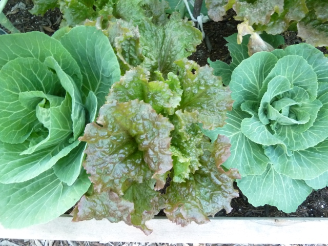 Early Wakefield Cabbage & Red Sails Lettuce