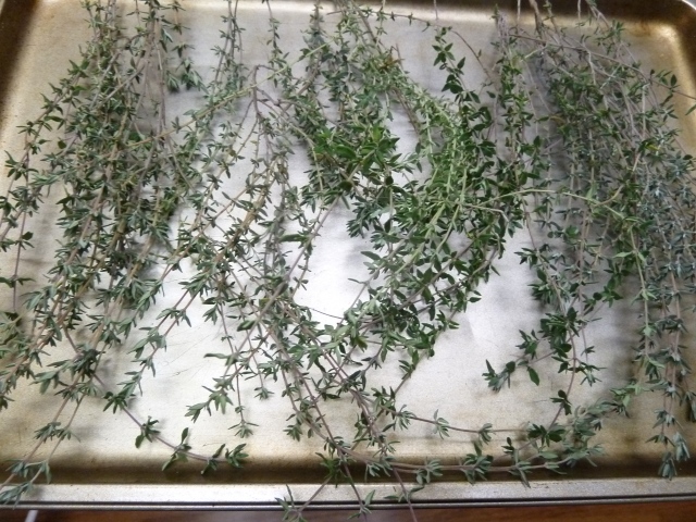 drying thyme